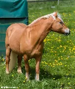 关于马拉加新赛季报捷,全队齐心协力取得胜利的信息 关于马拉加新赛季报捷,全队齐心协力取得胜利的信息