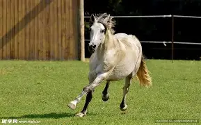 关于马拉加新赛季报捷,全队齐心协力取得胜利的信息 关于马拉加新赛季报捷,全队齐心协力取得胜利的信息